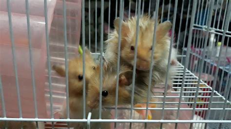 hamsters porns